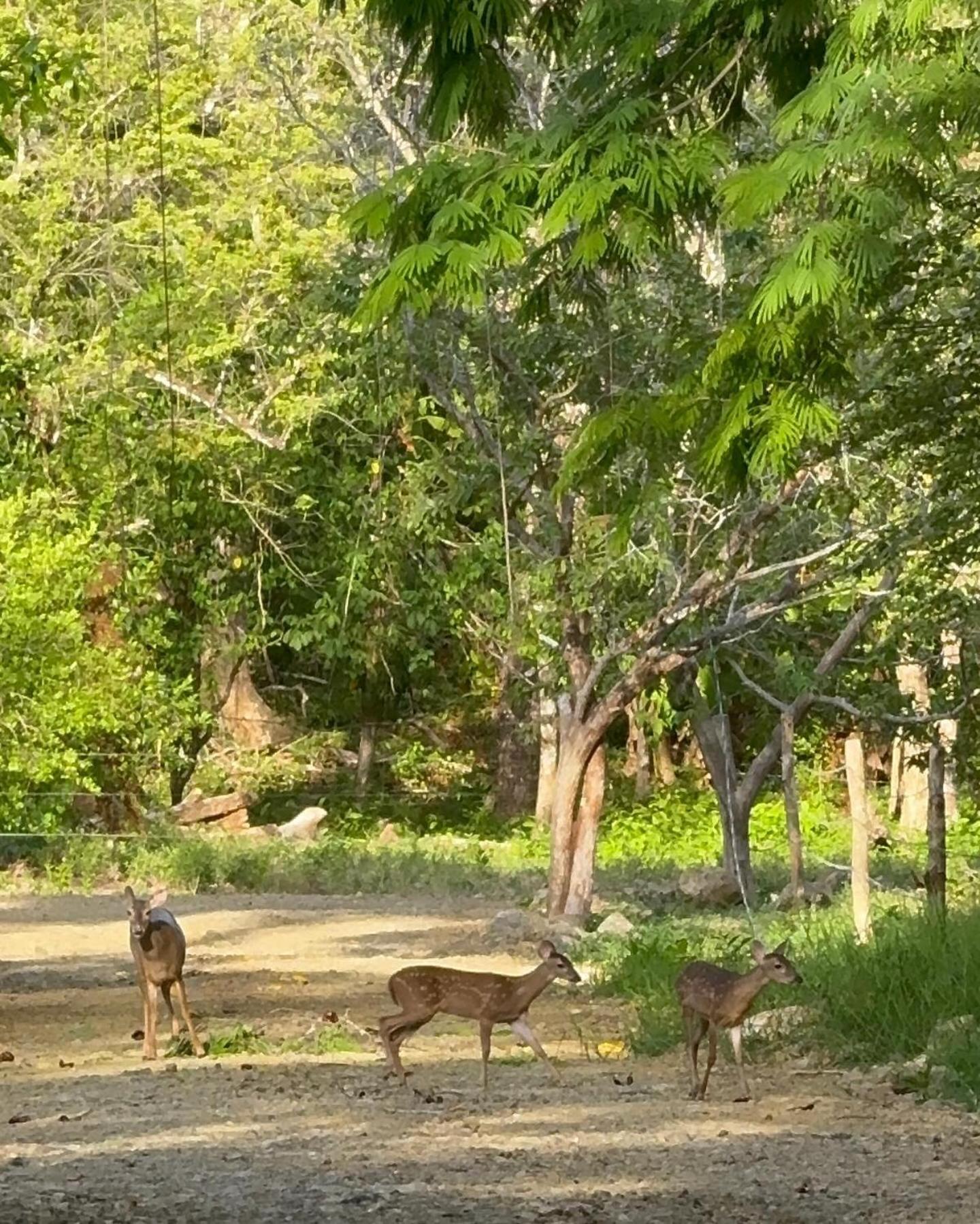 Deer House Cabuya Leilighet Cabuya  Eksteriør bilde